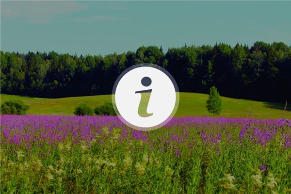 Projekt IMCAP-2026-INFOME